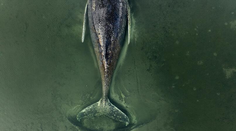 Dramatische Stunden vor Poel: Buckelwal k&auml;mpft ums &Uuml;berleben