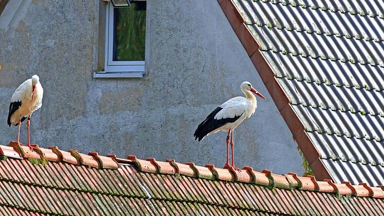 Eines von drei Storchenpaaren, die es inzwischen vorziehen, im Winter hier zu bleiben, wenn es sich machen lässt.Hans Schönecker