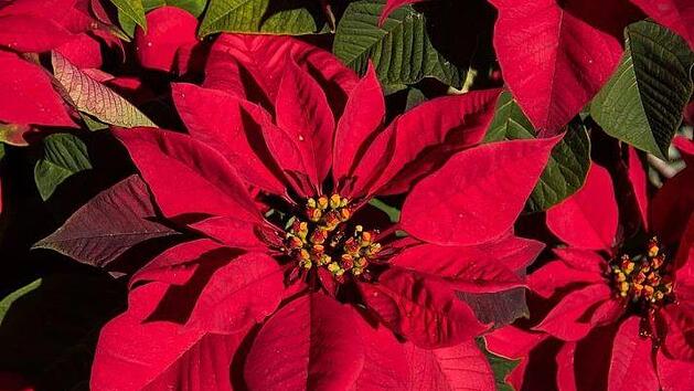 Beim Kauf und bei der Pflege des Weihnachtssterns kann viel falsch gemacht werden. Es gibt Merkmale auf die man achten sollte.Foto: sandid/ pixabay.com