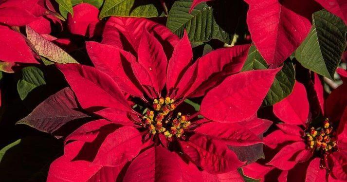 Empfindlicher Weihnachtsbote: Tipps fr Kauf und Pflege eines  Weihnachtssterns