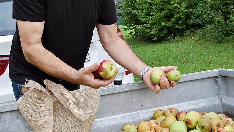 Arnulf Hausdörfer, Vorsitzender des Obst- und Gartenbauvereins Nüdlingen, freut sich über die gute Apfelernte.