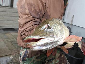So einen gewaltigen Hecht hat Christian Mönius zum ersten Mal gefangen. Foto: Erlwein