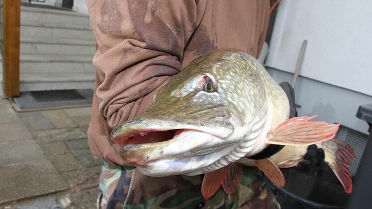 So einen gewaltigen Hecht hat Christian Mönius zum ersten Mal gefangen. Foto: Erlwein