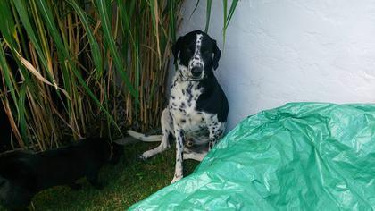 Welthundetag - Die tollsten Hunde der inFranken-Leser
