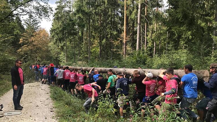 Wer so lange Kerwa feiert wie die Kirchaicher, der braucht auch einen mächtigen Kirchweihbaum. Der wird traditionell allein mit Muskelkraft aus dem Wald getragen.
