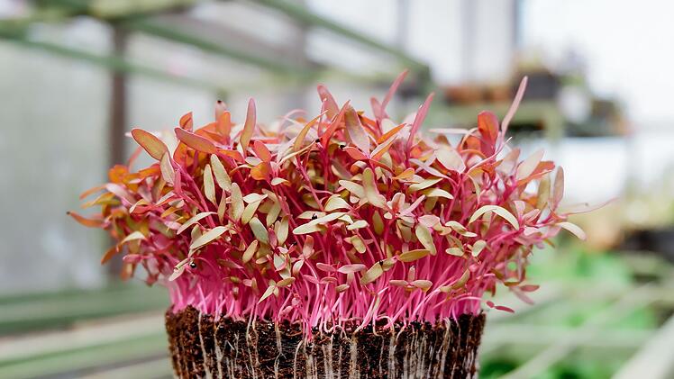 Microgreens sind gesund - darunter unter anderem Rote Bete, die sich besonders für Diabetiker*innen eignet.