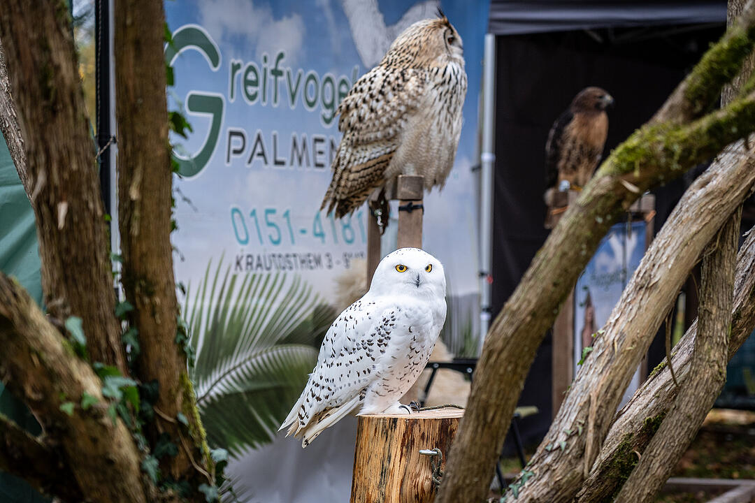 Winterszeit - Magische und zauberhafte Atmosphäre! Winterszeit - Magische und zauberhafte Atmosphäre!