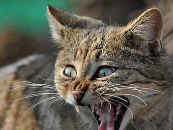 Gesehen hat die Wildkatze in den Kulmbacher Wäldern noch niemand. Dass sie da war, wurde nun allerdings nachgewiesen. Foto: Martin Schutt/dpa
