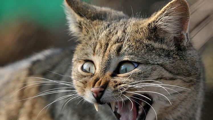 Gesehen hat die Wildkatze in den Kulmbacher Wäldern noch niemand. Dass sie da war, wurde nun allerdings nachgewiesen. Foto: Martin Schutt/dpa