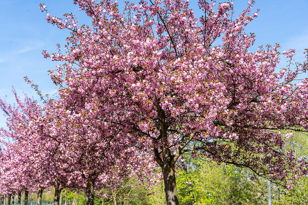 Wundersch&ouml;ne Naturfotos aus Bamberg.