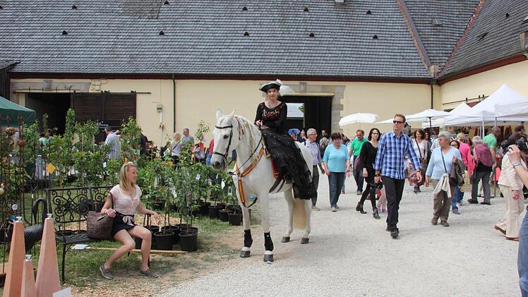 Stilechte Dressur-Reiterin.