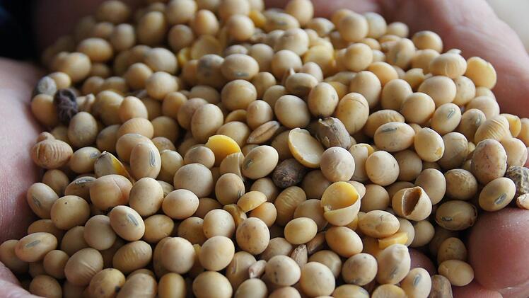Eine ganze Handvoll: Rohe Sojabohnen, wie sie nach der Ernte im September aussehen. Foto: Silvia Eidel