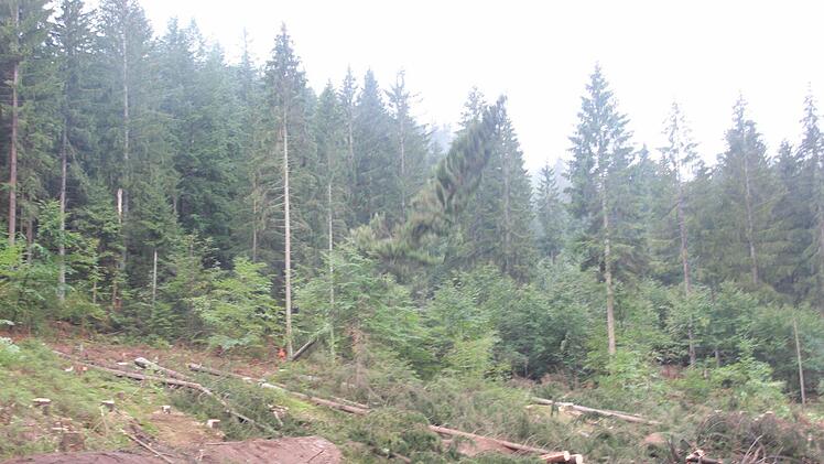Die Bäume fallen im Minutentakt.  Foto: Friedwald Schedel