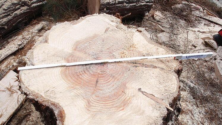 Der Mammutbaum hatte einen Durchmesser von 80 Zentimeter. Er wurde angespitzt und schwebt über die Dächer zum Schwertransporter. Auf dem Rathausplatz wird er wieder aufgerichtet.
