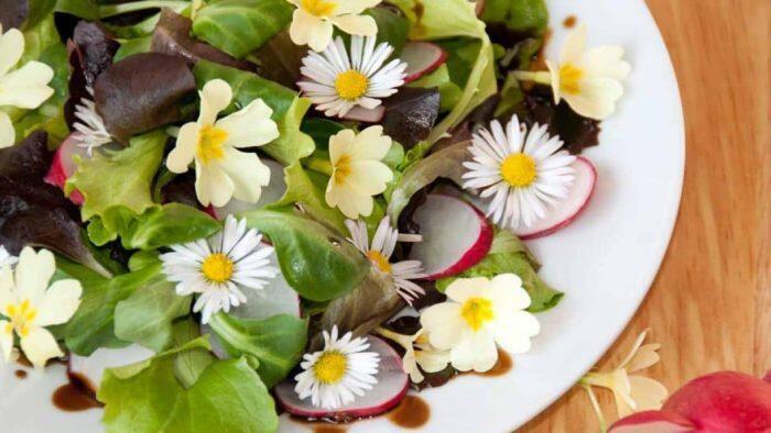 Salat-mit-Gaensebluemchen