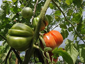 Wer im Sommer ernten möchte, muss im März mit der Aussaat von Tomatenpflanzen beginnen. Foto: dpa