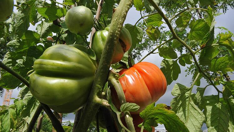 Wer im Sommer ernten möchte, muss im März mit der Aussaat von Tomatenpflanzen beginnen. Foto: dpa