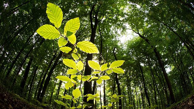 Junger Baumim wald Foto: dpa