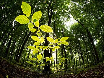 Junger Baumim wald Foto: dpa