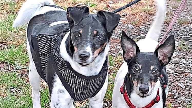 Die beiden Jack Russell Terrier Max und Maja haben den Brand ebenso wie die beiden Katzen der Familie unbeschadet &uuml;berstanden. Christian Licha