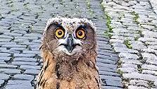Mitten in M&uuml;nnerstadt hat letztes Jahr ein Uhu-Paar gebr&uuml;tet.