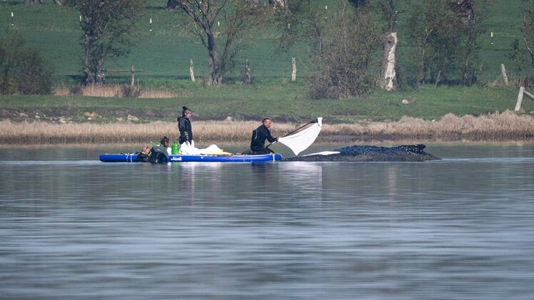Rettungsaktion f&uuml;r den Buckelwal
