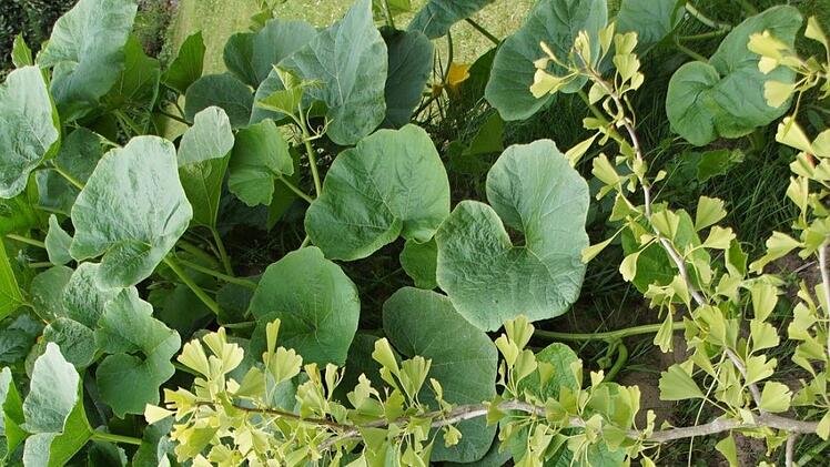 Es lebe der Kontrast: Ginkobaum vor Zucchini. Foto: Sabine Weinbeer