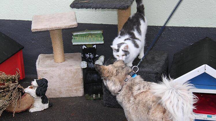 Zwei wie Hund und Katz? Die beiden beschnuppern sich erst mal, bevor sie miteinander schmusen.