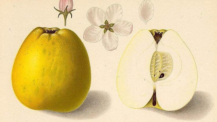 Auch alt, auch lecker: der Gelbe Richard von einem uralten Pomologen schön gemalt. Foto: Wiki Commons