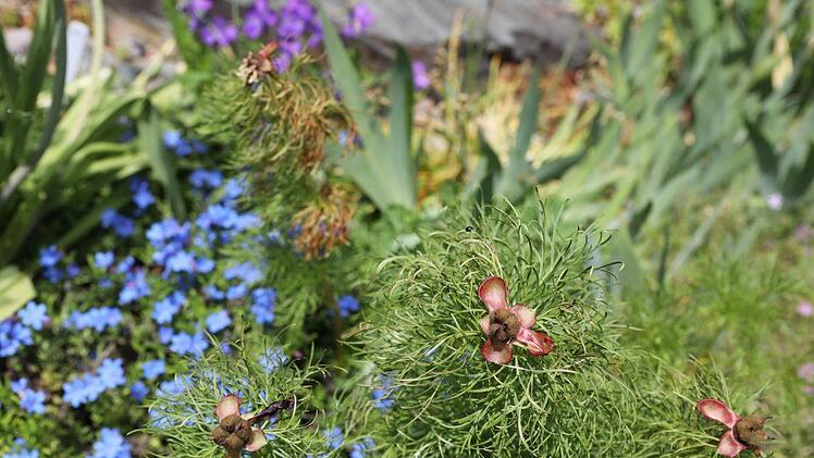 Impressionen aus dem Staudengarten der Familie Sagert in Marktschorgast Foto: Barbara Herbst