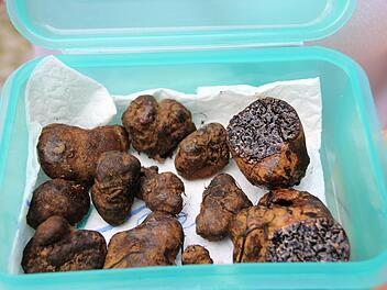 Echter Trüffel oder Schleimtrüffen? Diesen Fund hat ein Ehepaar im Münnerstädter Wald gemacht.  Foto: Heike Beudert