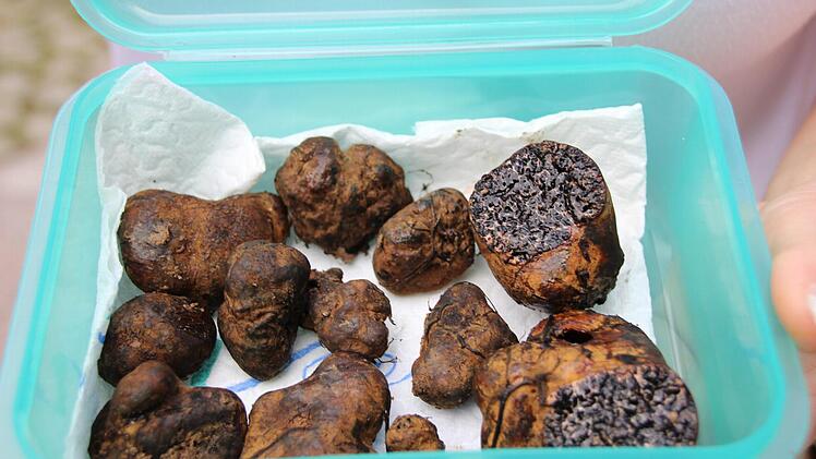Echter Trüffel oder Schleimtrüffen? Diesen Fund hat ein Ehepaar im Münnerstädter Wald gemacht.  Foto: Heike Beudert
