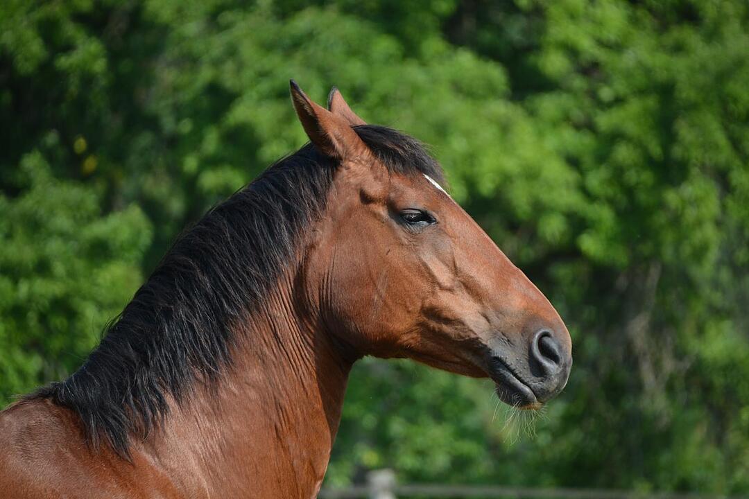 26.08.2015  Fotoreportage Heldritt