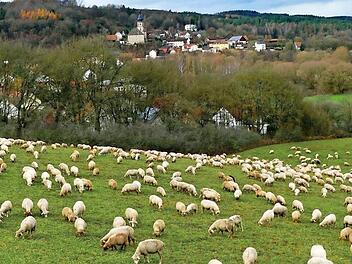 Wanderschäfer Johannes Kraft hat sich mit seinen 400 Schafen wieder auf den Heimweg in den Landkreis Erlangen-Höchstadt gemacht. Unser Bild entstand bei Trebgast.
