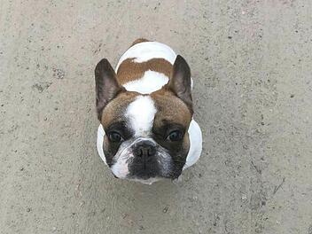Bulldogge Addi leidet unter Atemnot. Der Vierbeiner, der zurzeit im Tierheim Hersbruck untergebracht ist, hat eine anstrengende und traurige Zeit hinter sich.