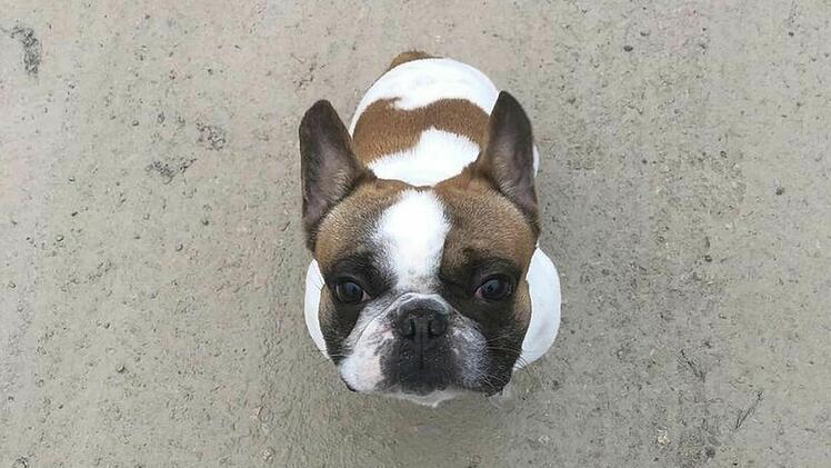 Bulldogge Addi leidet unter Atemnot. Der Vierbeiner, der zurzeit im Tierheim Hersbruck untergebracht ist, hat eine anstrengende und traurige Zeit hinter sich.