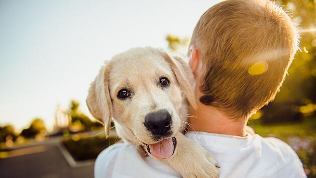 Hunde sind treue Begleiter. Bei der Rasse haben die Deutschen klare Favoriten.
