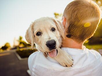 Hunde sind treue Begleiter. Bei der Rasse haben die Deutschen klare Favoriten.