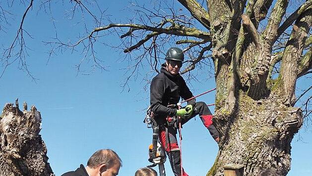 M&ouml;hrendorfs B&uuml;rgermeister Thomas Fischer, Landrat Alexander Tritthart, Karin Klein-Schmidt vom Landschaftspflegeverband Mittelfranken und Johannes Marabini (von links) lassen sich von Baumpfleger Norbert Mehl (oben) zeigen, wie der Kronenschnitt funktioniert.  Foto: pr