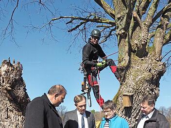 M&ouml;hrendorfs B&uuml;rgermeister Thomas Fischer, Landrat Alexander Tritthart, Karin Klein-Schmidt vom Landschaftspflegeverband Mittelfranken und Johannes Marabini (von links) lassen sich von Baumpfleger Norbert Mehl (oben) zeigen, wie der Kronenschnitt funktioniert.  Foto: pr