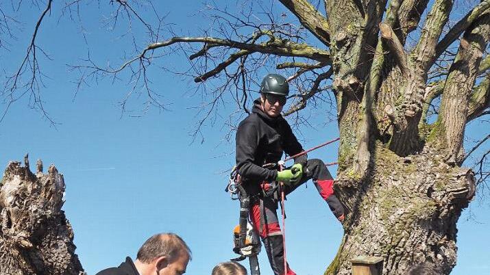 M&ouml;hrendorfs B&uuml;rgermeister Thomas Fischer, Landrat Alexander Tritthart, Karin Klein-Schmidt vom Landschaftspflegeverband Mittelfranken und Johannes Marabini (von links) lassen sich von Baumpfleger Norbert Mehl (oben) zeigen, wie der Kronenschnitt funktioniert.  Foto: pr