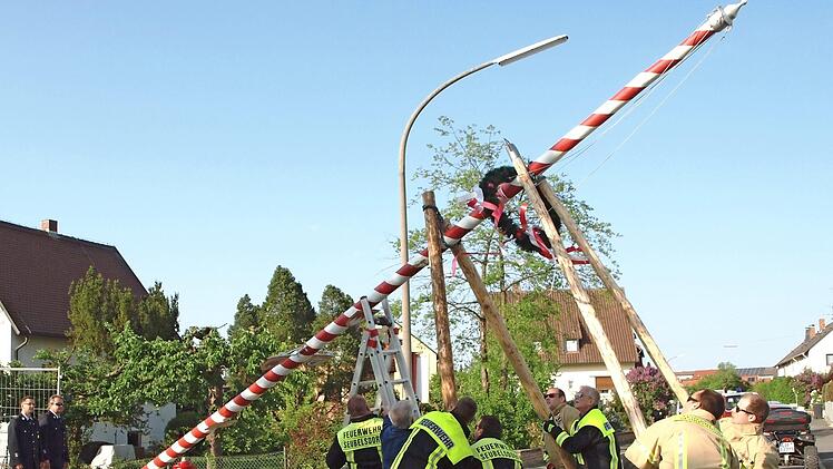 Nur mit Muskelkraft und mit der Hilfe von Scherstangen stellten die Seubelsdorfer Wehrmänner den Maibaum auf. Fotos: Alfred Thieret