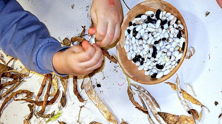 Bohnen_auskerfeln_Kiga