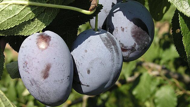 Zeit f&uuml;r den Zwetschgenplootz