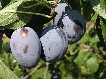 Zeit f&uuml;r den Zwetschgenplootz