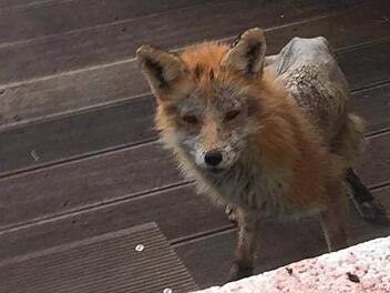 Lena Wendel hat ein Foto von dem kranken Fuchs in Nordhalben geschossen. Foto: privat