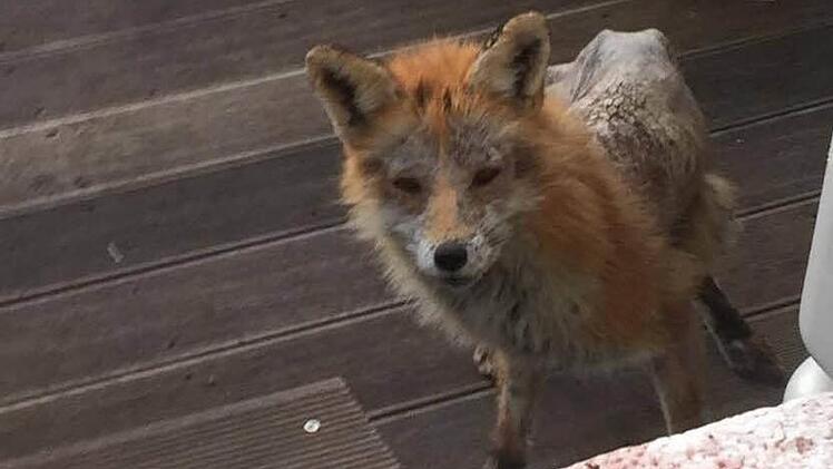 Lena Wendel hat ein Foto von dem kranken Fuchs in Nordhalben geschossen. Foto: privat