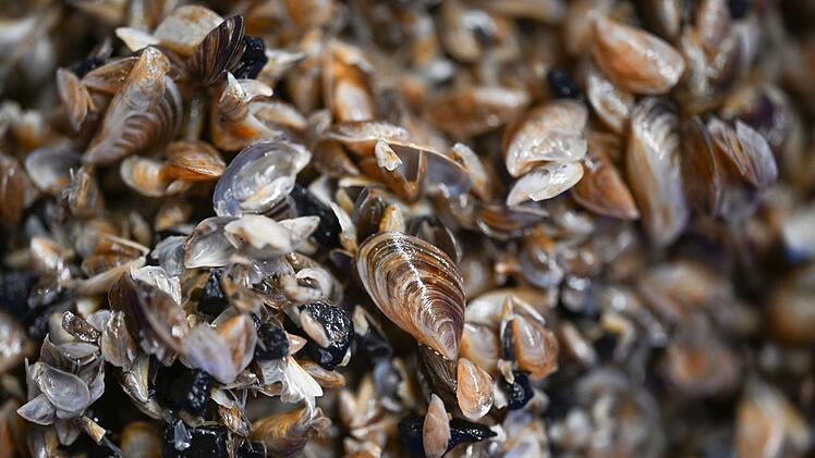 Quellbecken mit Quagga-Muscheln