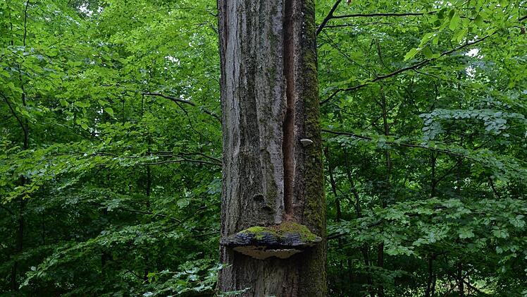 Geschützt - nicht geschützt - doch geschützt? Vor lauter Buchen ist der Steigerwald oft nicht mehr klar zu sehen. Foto: Ronald Rinklef