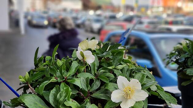 Am "Admira-Center" in Haßfurt herrschte gestern wie in den meisten "Einkaufsmeilen" im Landkreis Haßberge selbst zur Mittagszeit reges Treiben. Knapp zehn Tage vor Weihnachten ist eben doch noch einiges zu erledigen.  Foto: Brigitte Krause